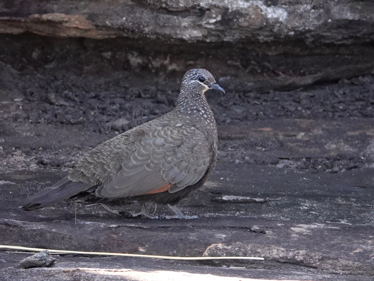 Chestnut-quilled Rock-Pigeon - ML642857320
