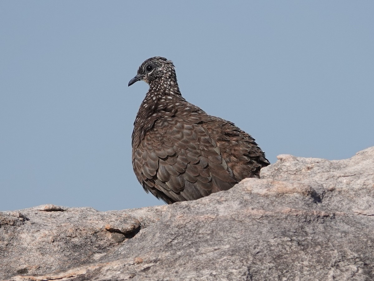 Chestnut-quilled Rock-Pigeon - ML642857321