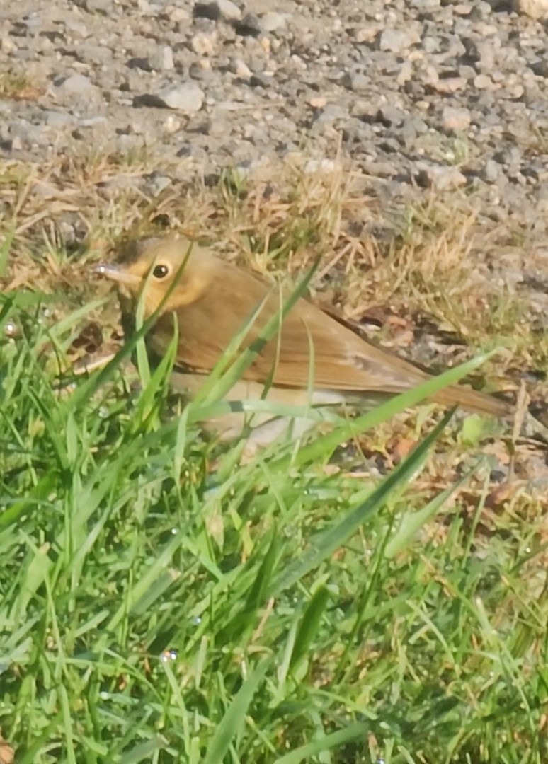 Swainson's Thrush - ML642857323