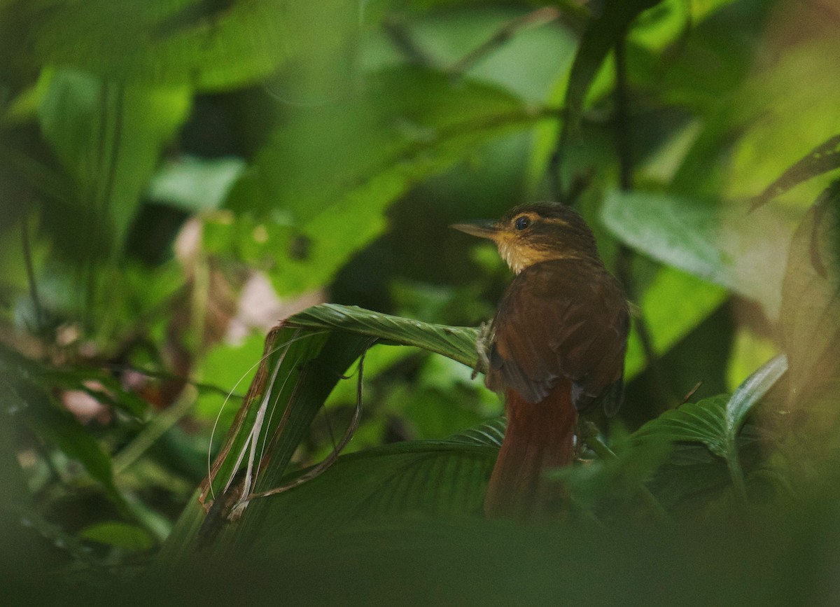 Fawn-throated Foliage-gleaner - ML642857324