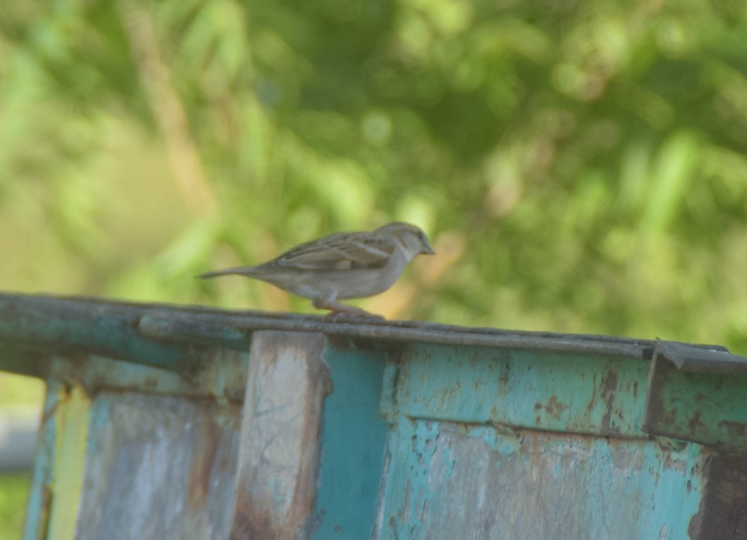 House Sparrow - ML642857325