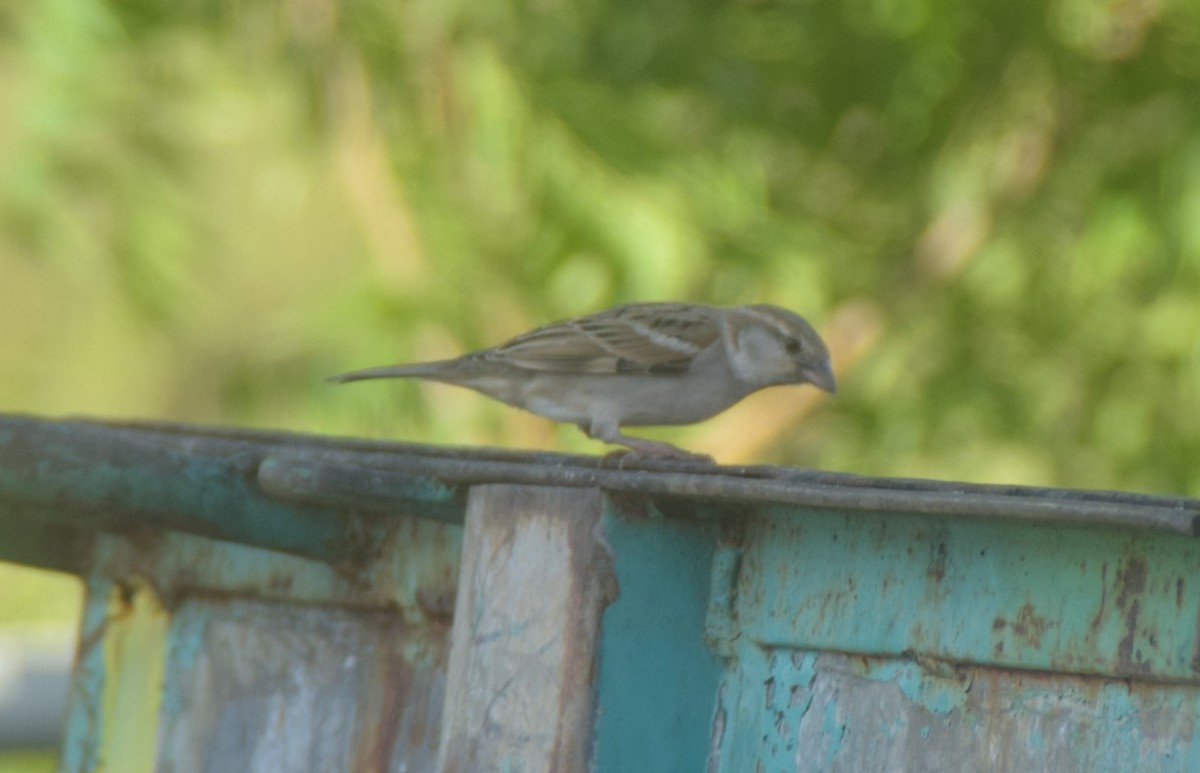 House Sparrow - ML642857326