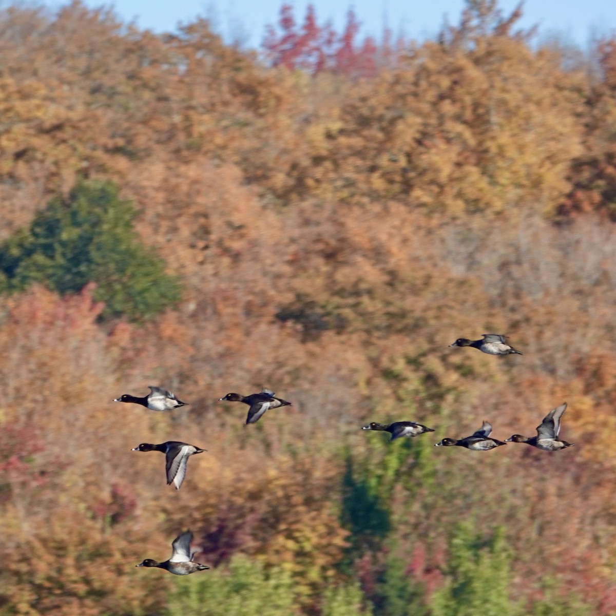 Ring-necked Duck - ML642857329