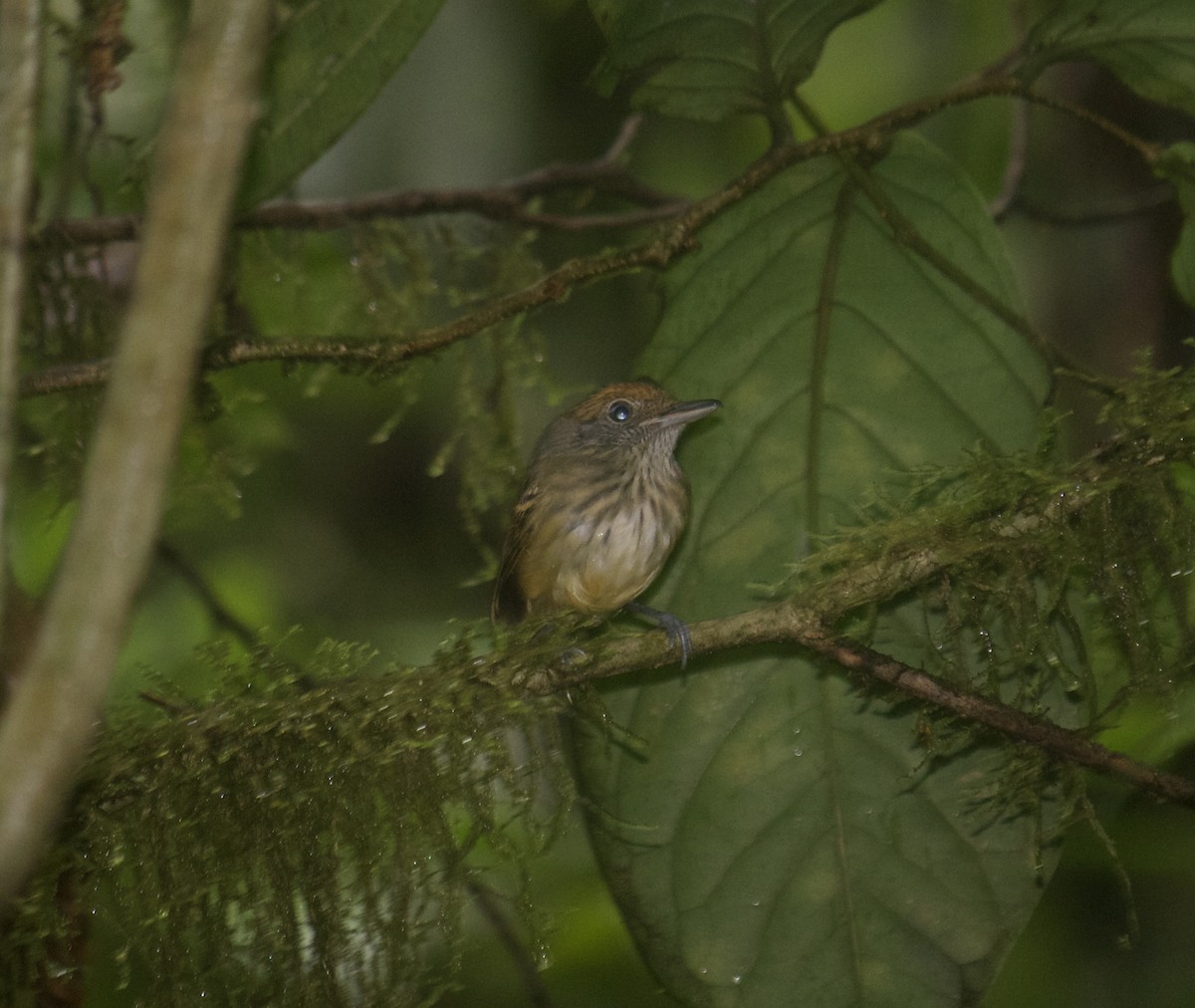 Streak-crowned Antvireo - ML642857330
