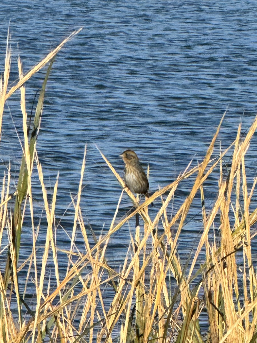 Nelson's/Saltmarsh Sparrow (Sharp-tailed Sparrow) - ML642857333