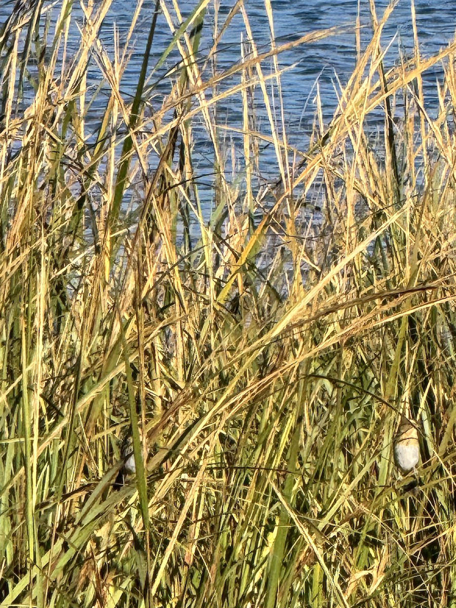 Nelson's/Saltmarsh Sparrow (Sharp-tailed Sparrow) - ML642857334