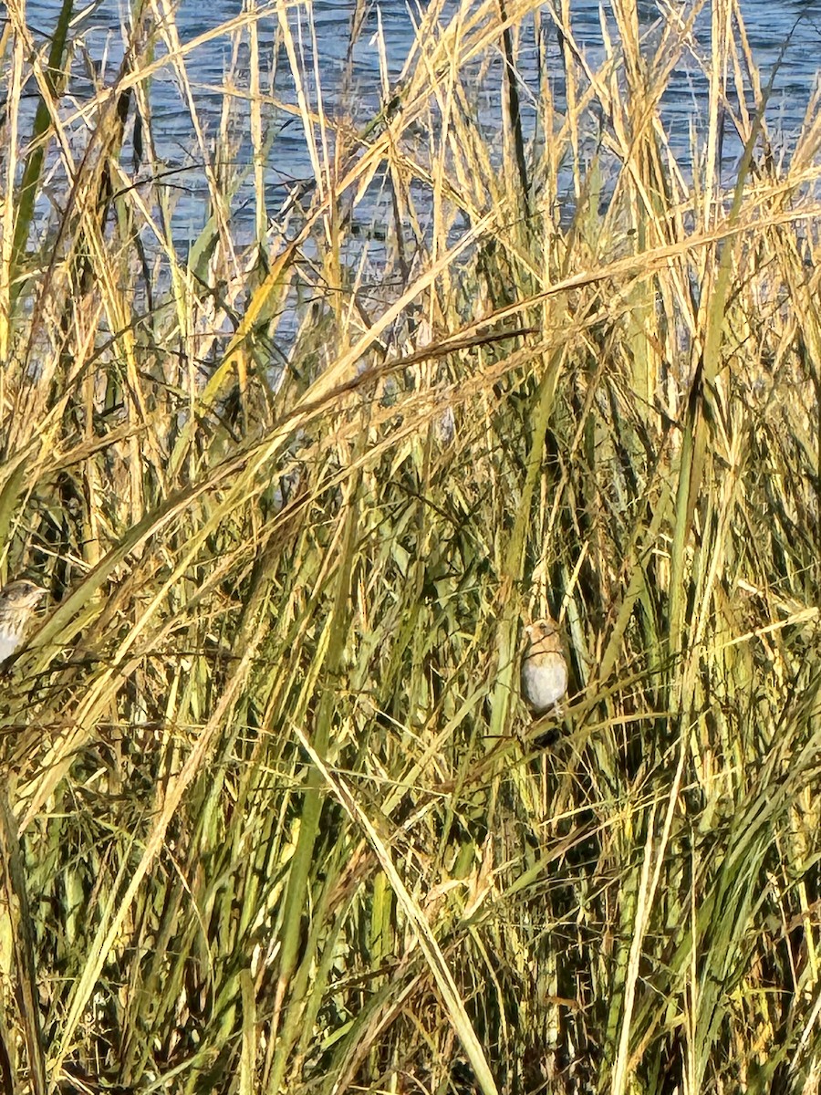 Nelson's/Saltmarsh Sparrow (Sharp-tailed Sparrow) - ML642857335