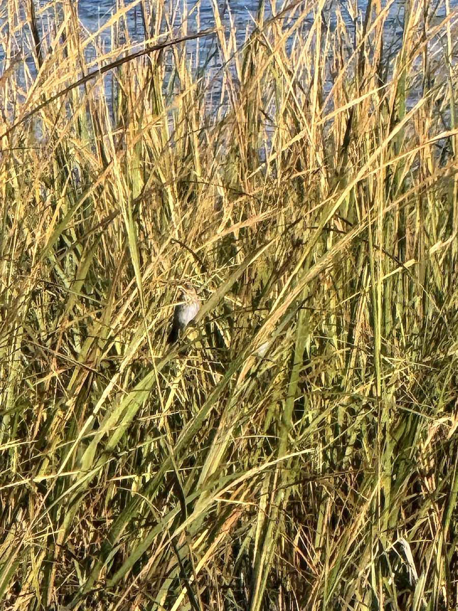Nelson's/Saltmarsh Sparrow (Sharp-tailed Sparrow) - ML642857336