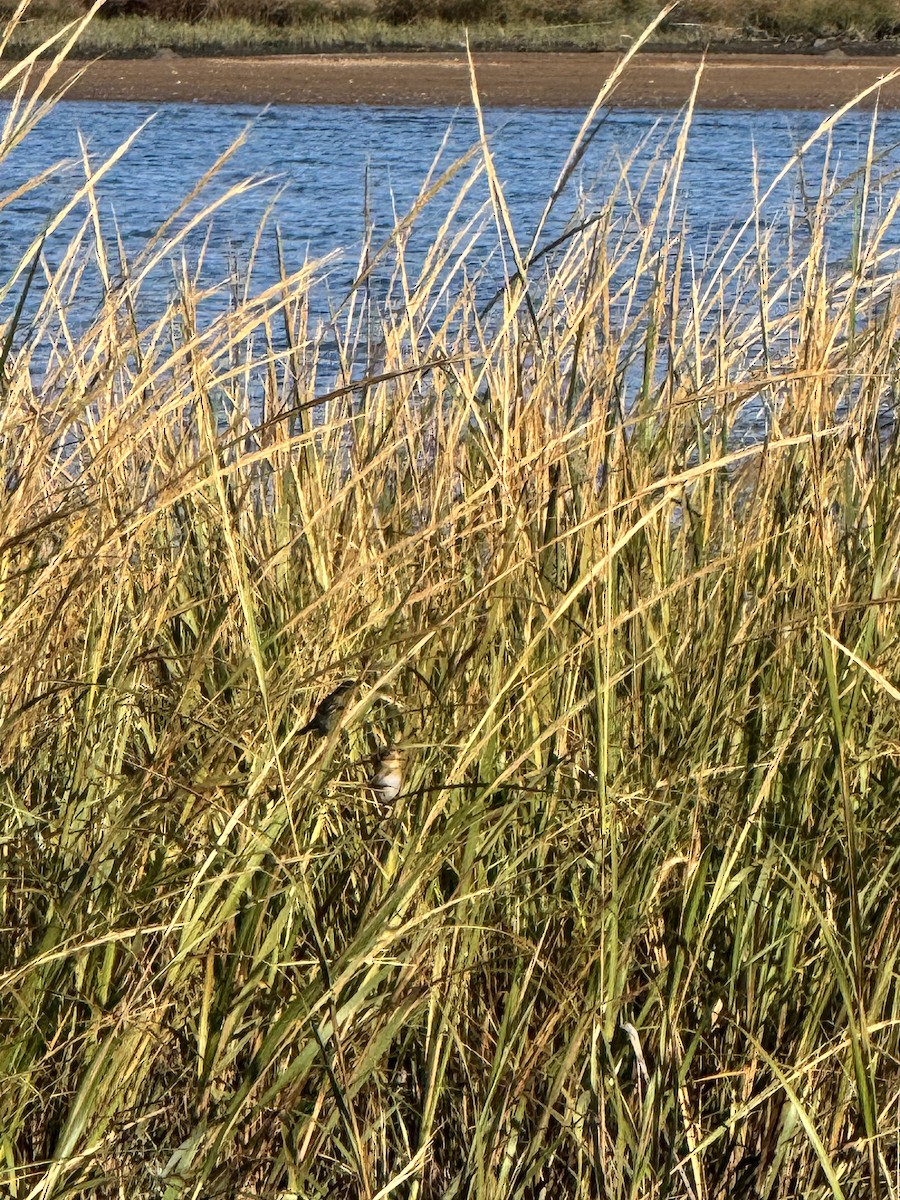 Nelson's/Saltmarsh Sparrow (Sharp-tailed Sparrow) - ML642857338