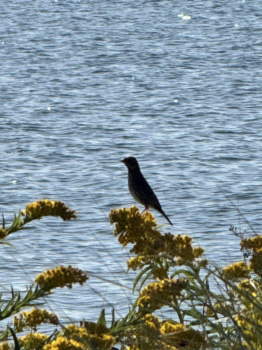 Savannah Sparrow - ML642857344