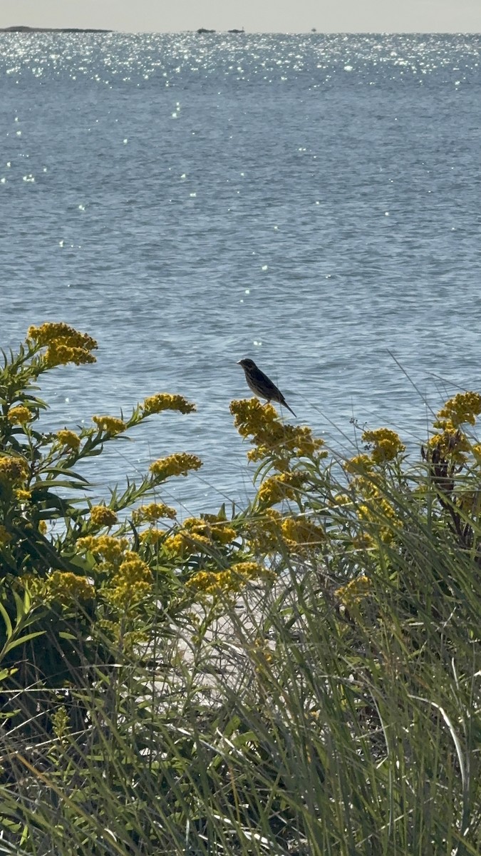 Savannah Sparrow - ML642857345