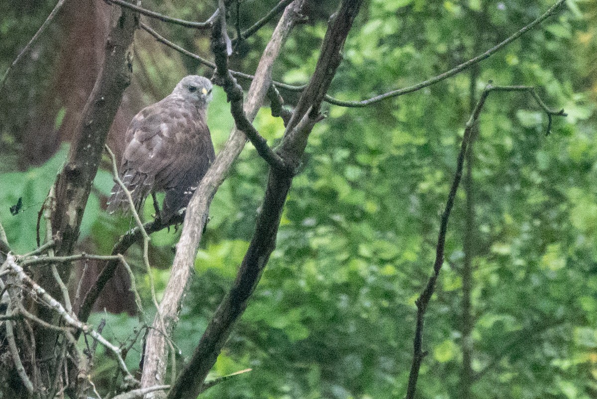 Ridgway's Hawk - ML642857352