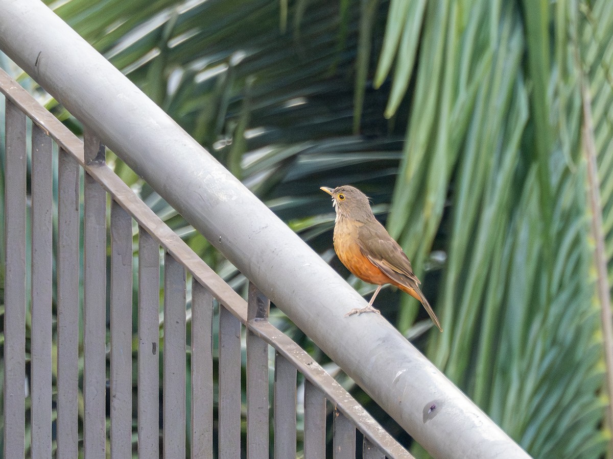 Rufous-bellied Thrush - ML642857357