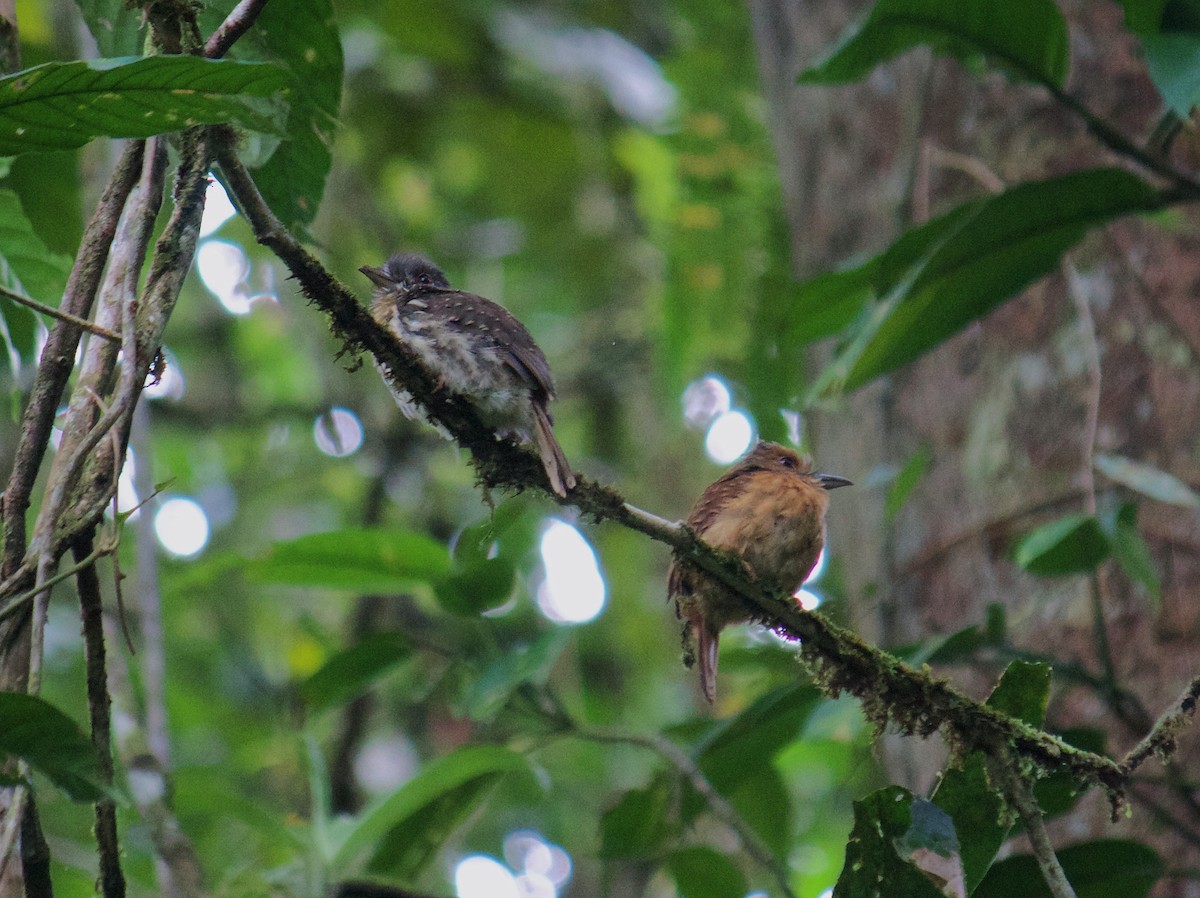 White-whiskered Puffbird - ML642857360