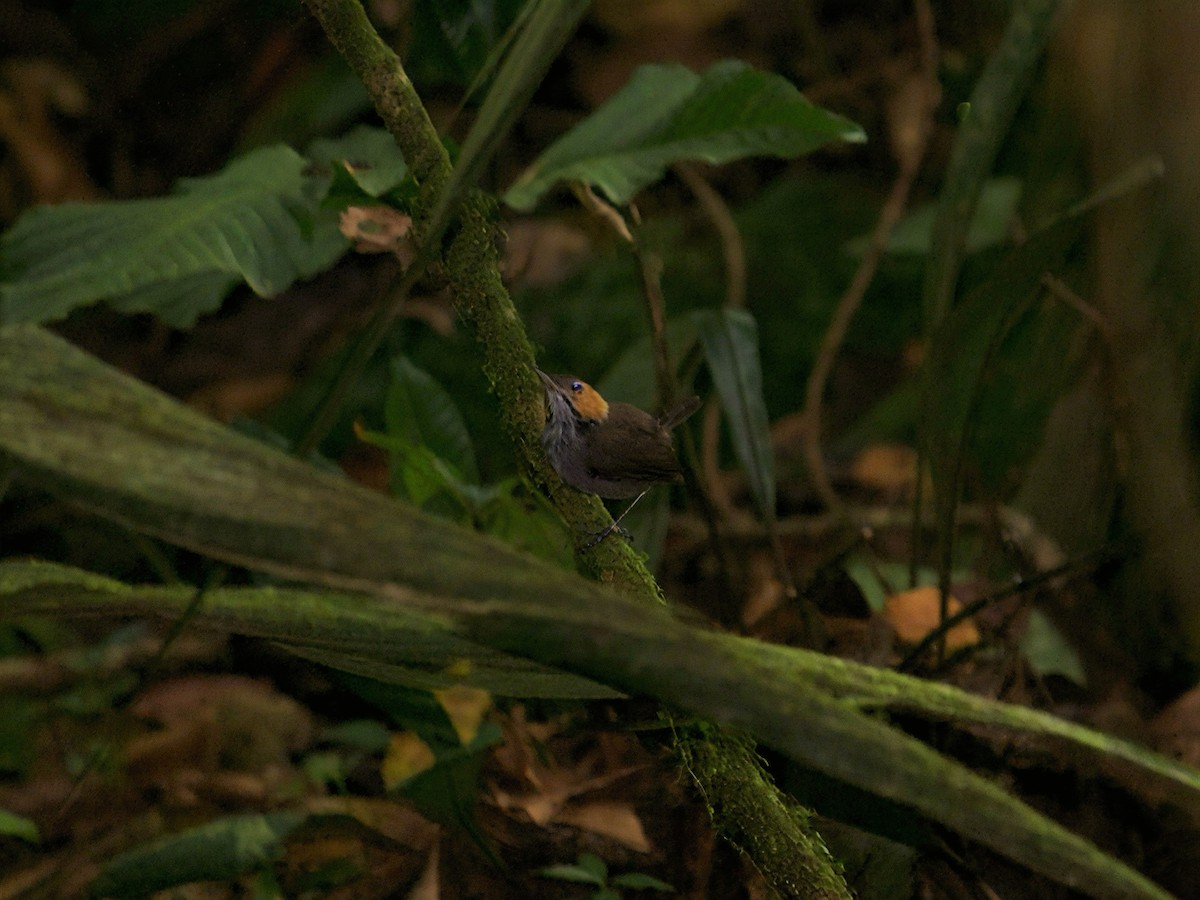 Tawny-faced Gnatwren - ML642857374