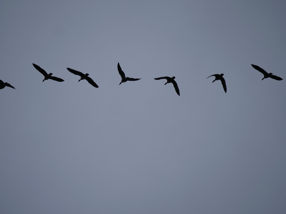 Pink-footed Goose - ML642857379