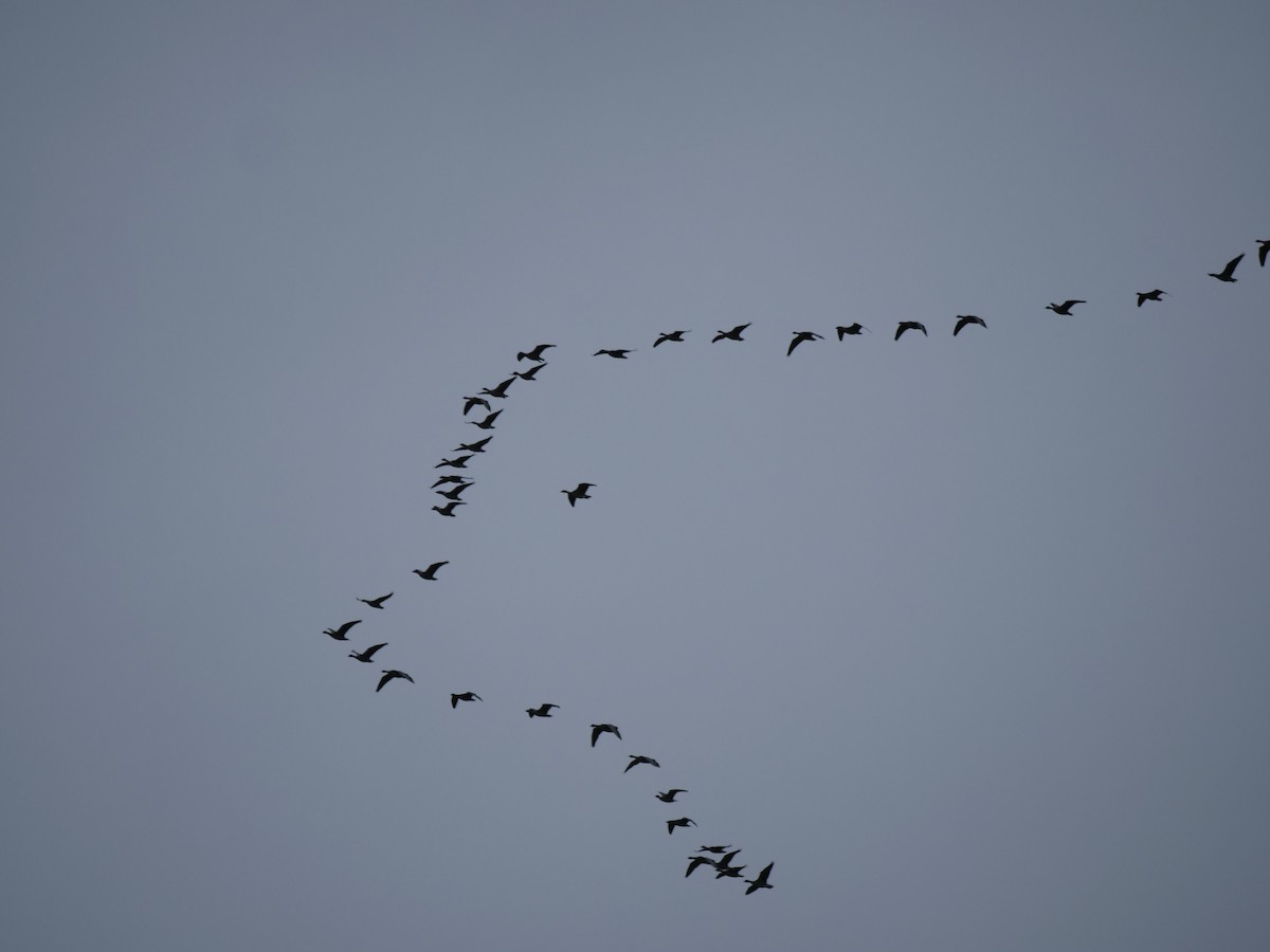 Pink-footed Goose - ML642857380