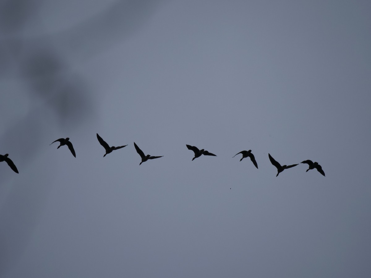 Pink-footed Goose - ML642857381