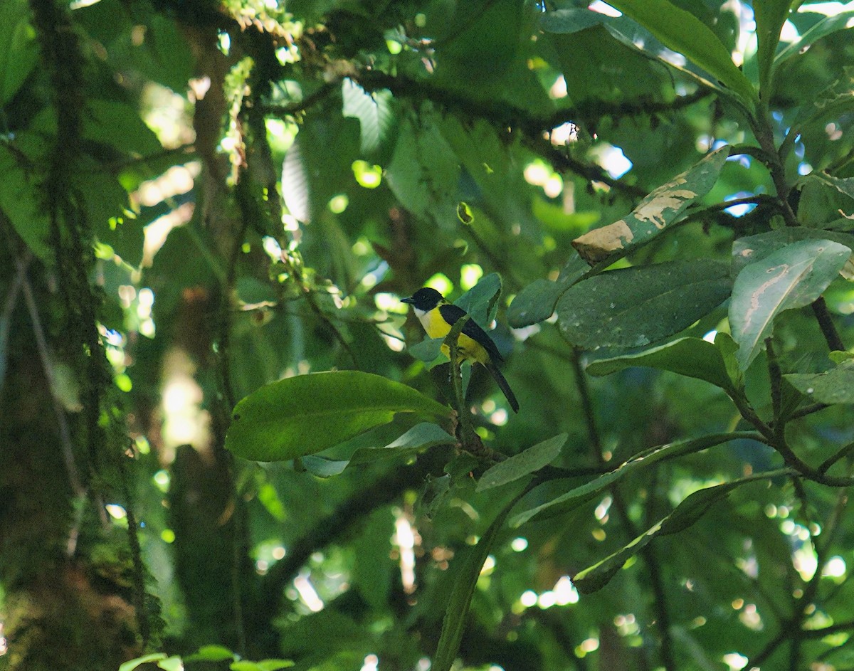 White-throated Shrike-Tanager - ML642857382