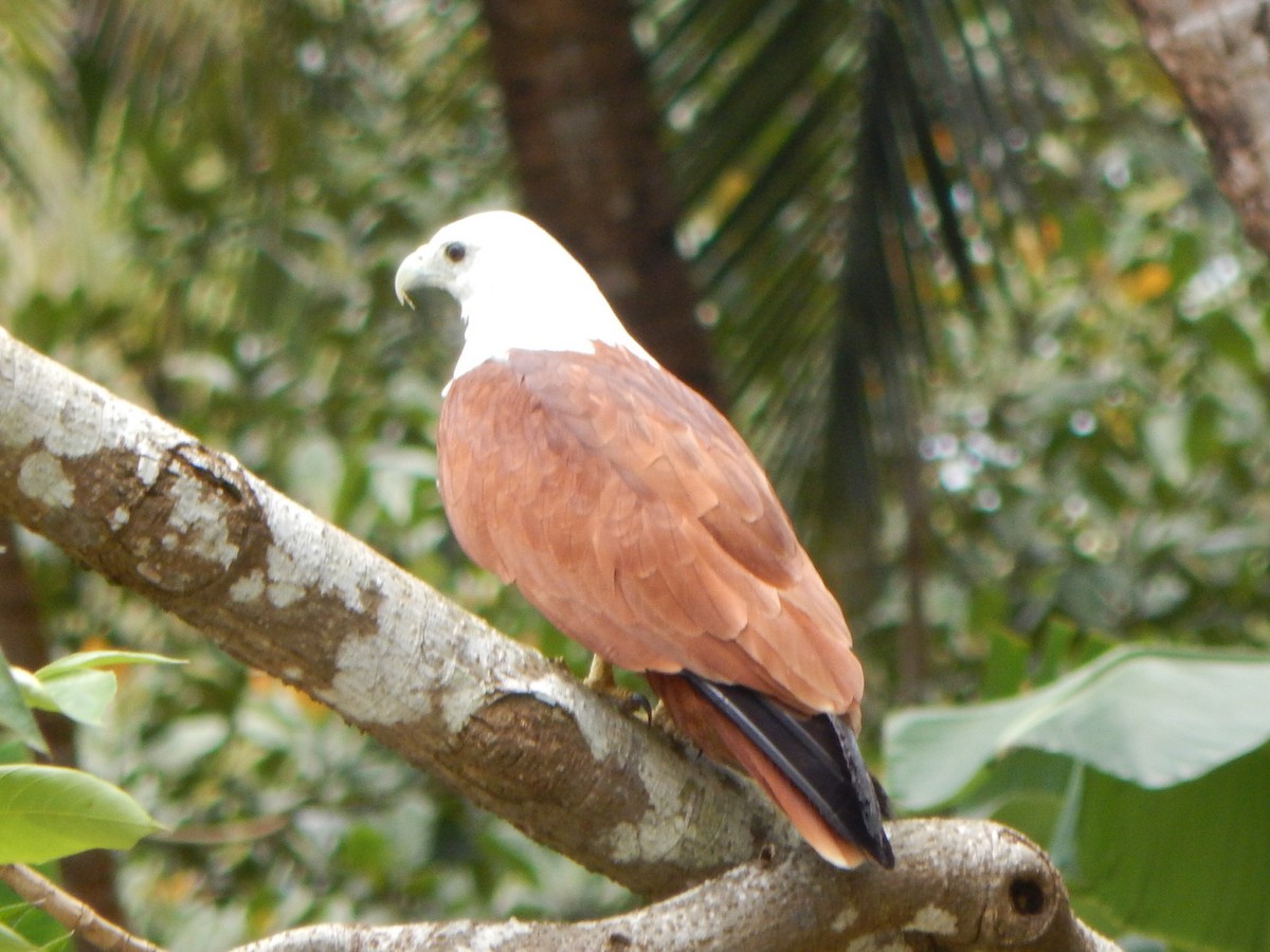Brahminy Kite - ML642857385