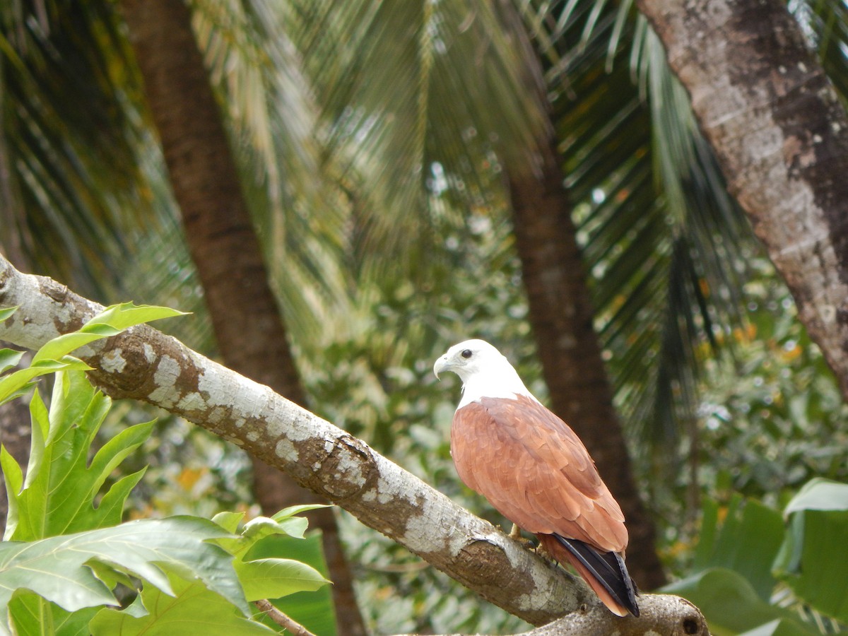 Brahminy Kite - ML642857386