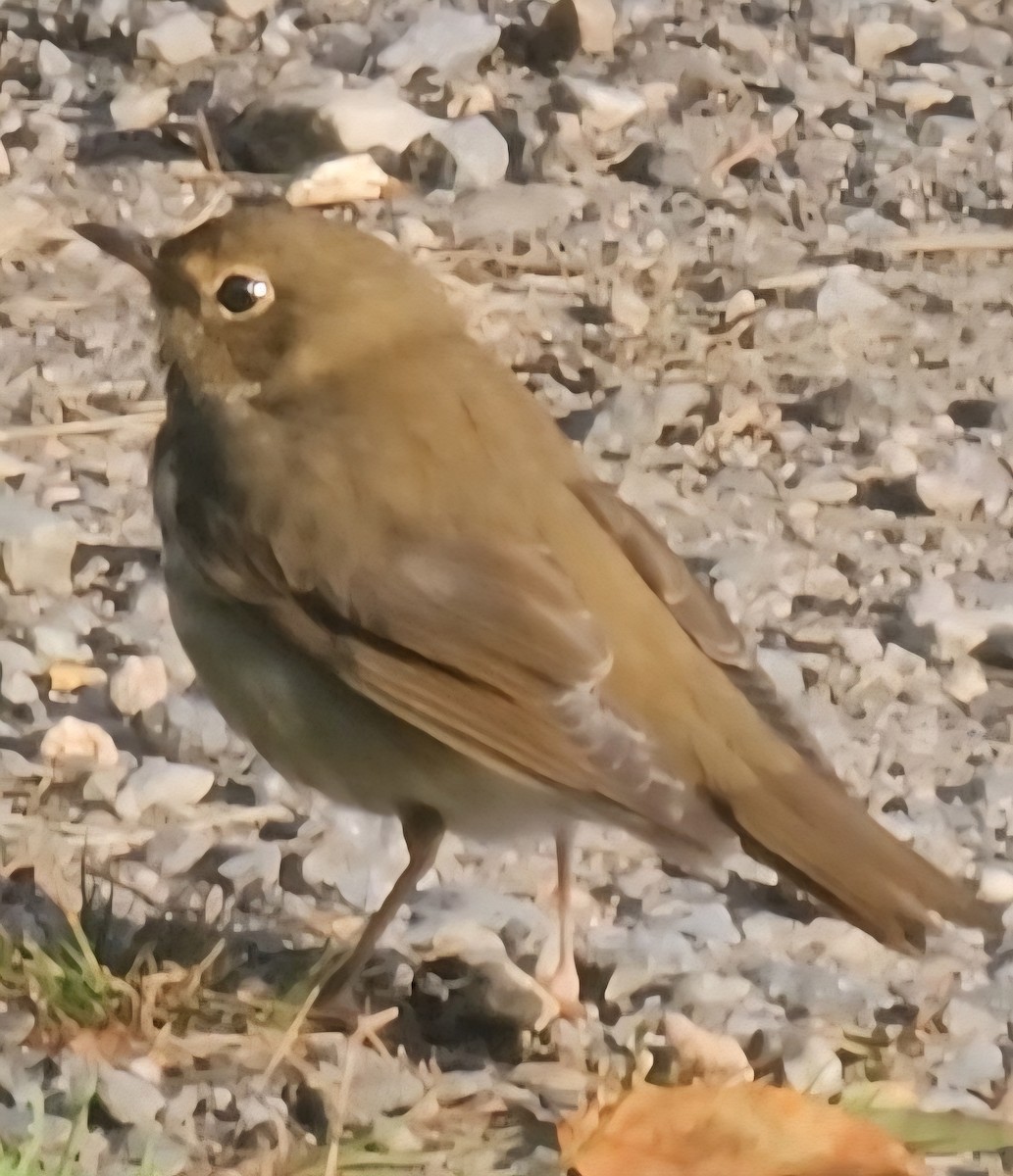 Swainson's Thrush - ML642857392