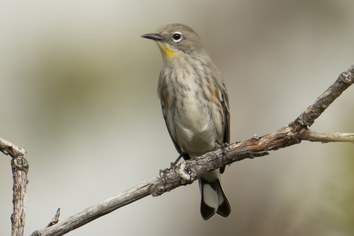 Yellow-rumped Warbler - ML642857396