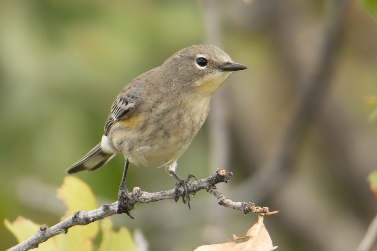 Yellow-rumped Warbler - ML642857397