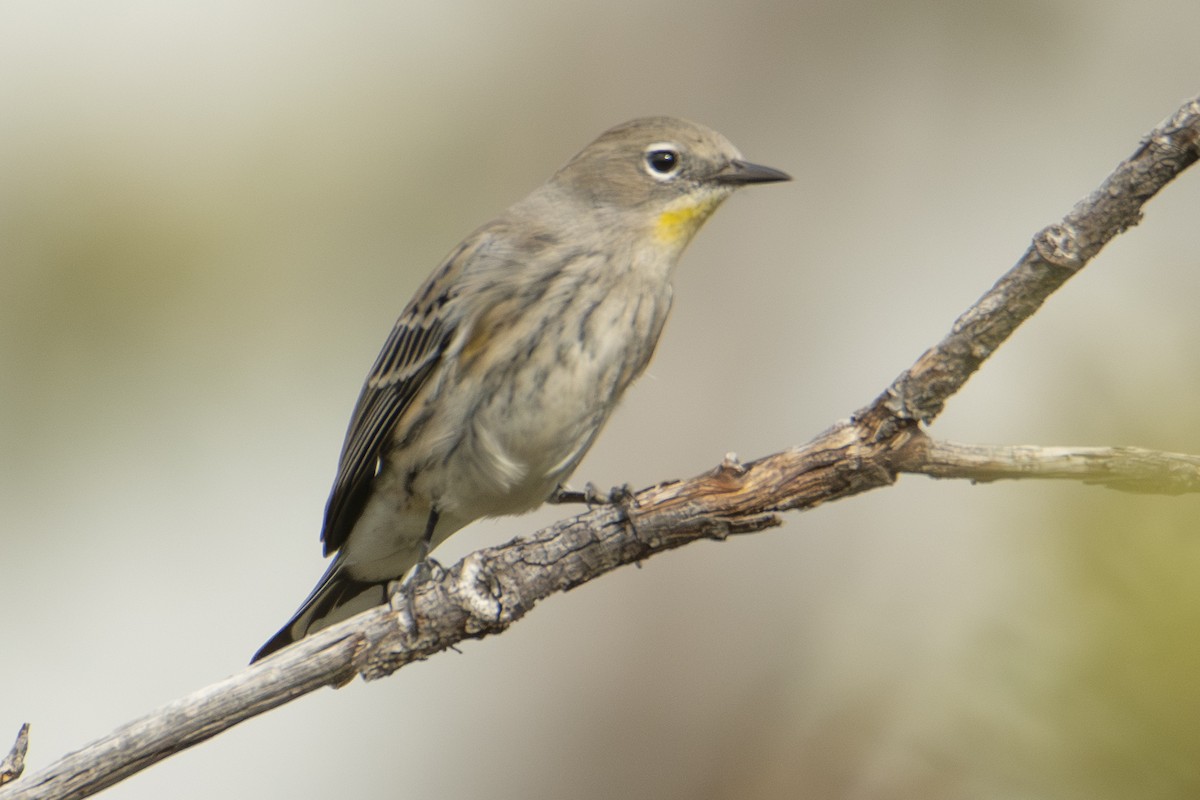 Yellow-rumped Warbler - ML642857398