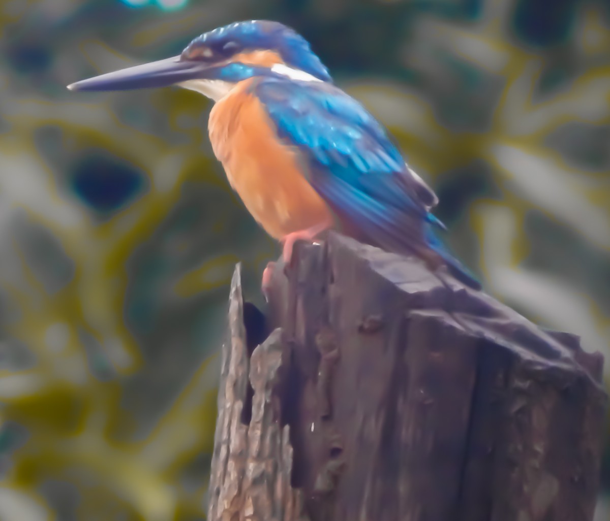 Martin-pêcheur d'Europe - ML642857422