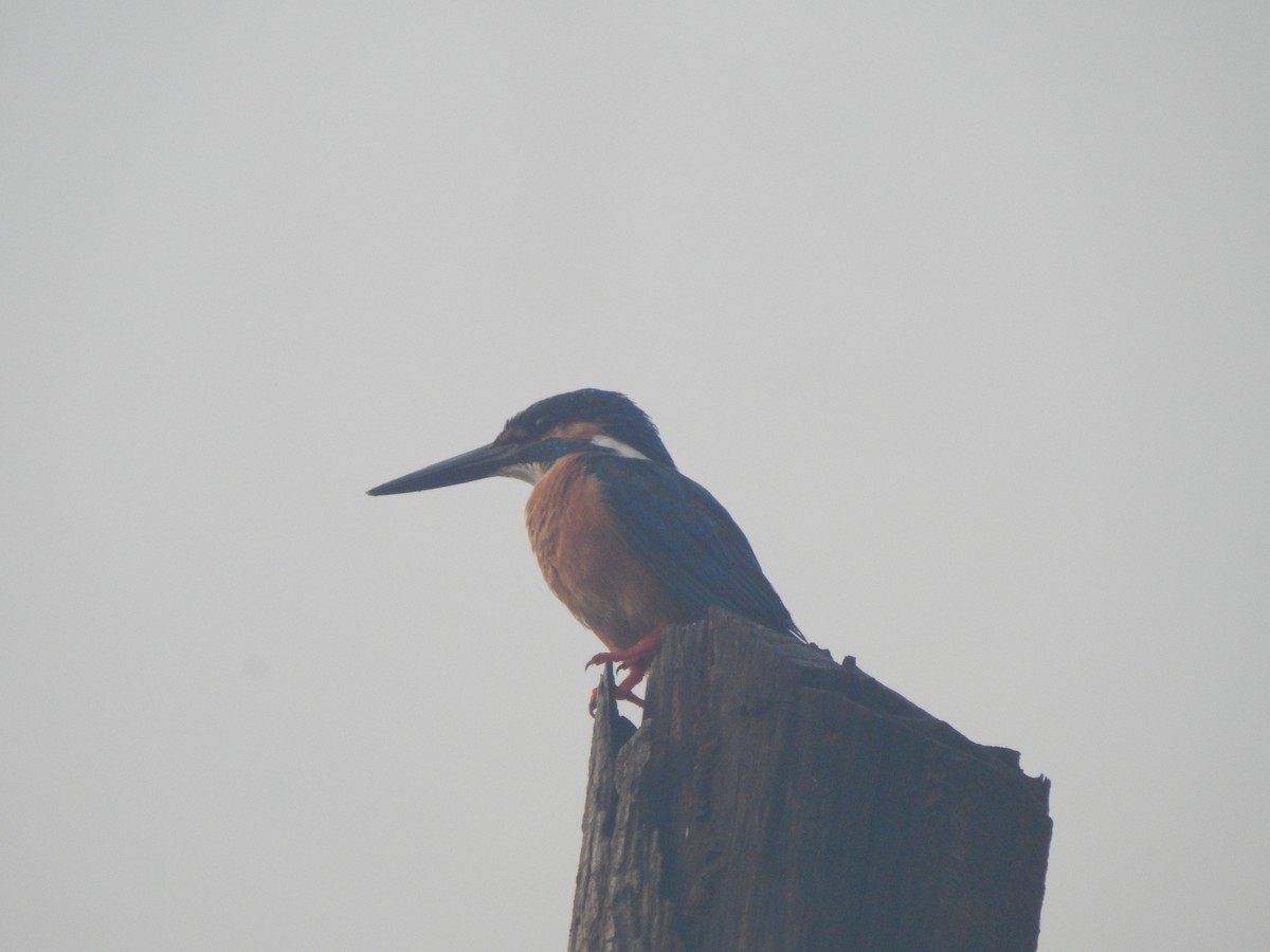 Martin-pêcheur d'Europe - ML642857423