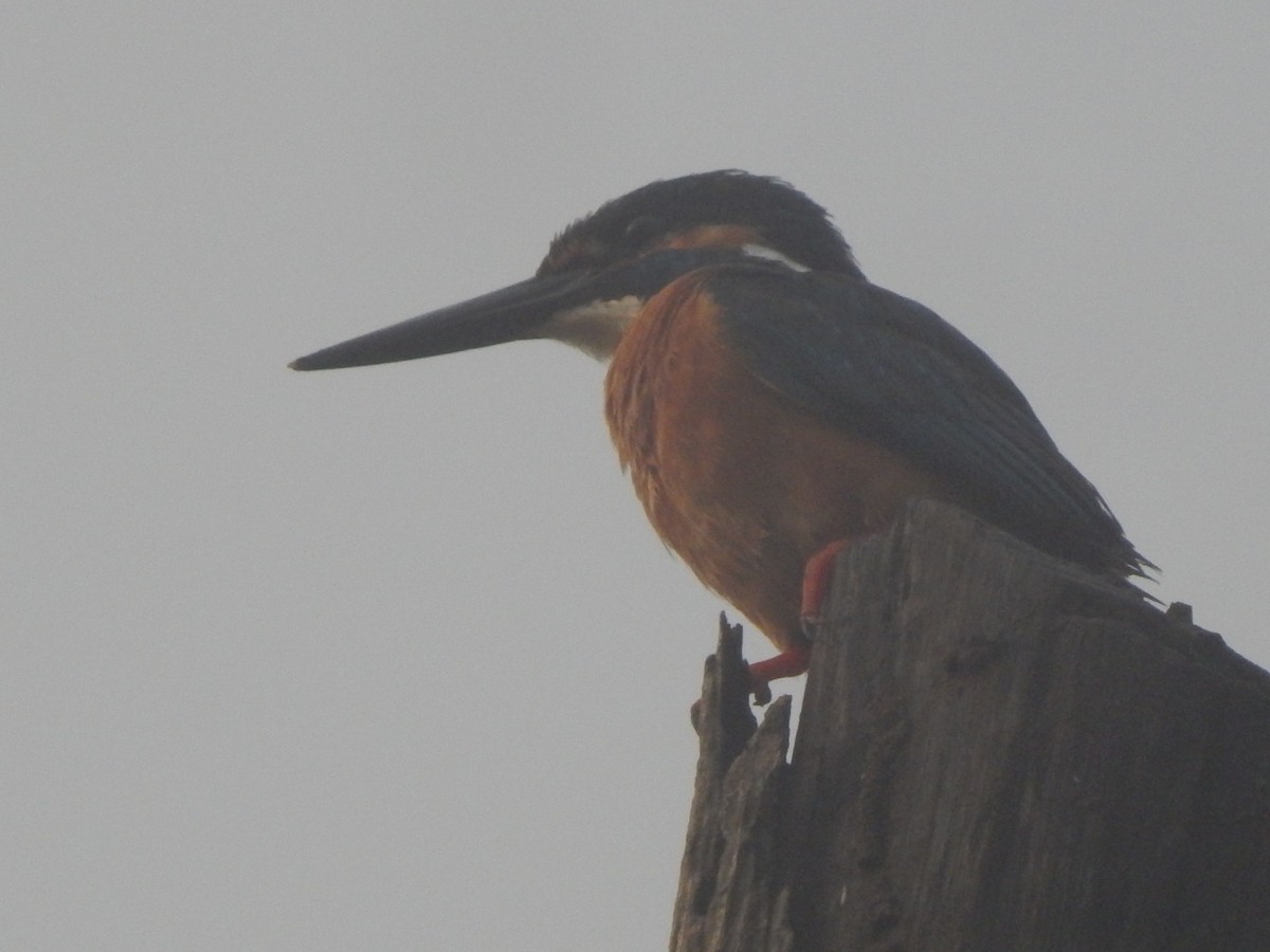 Martin-pêcheur d'Europe - ML642857425