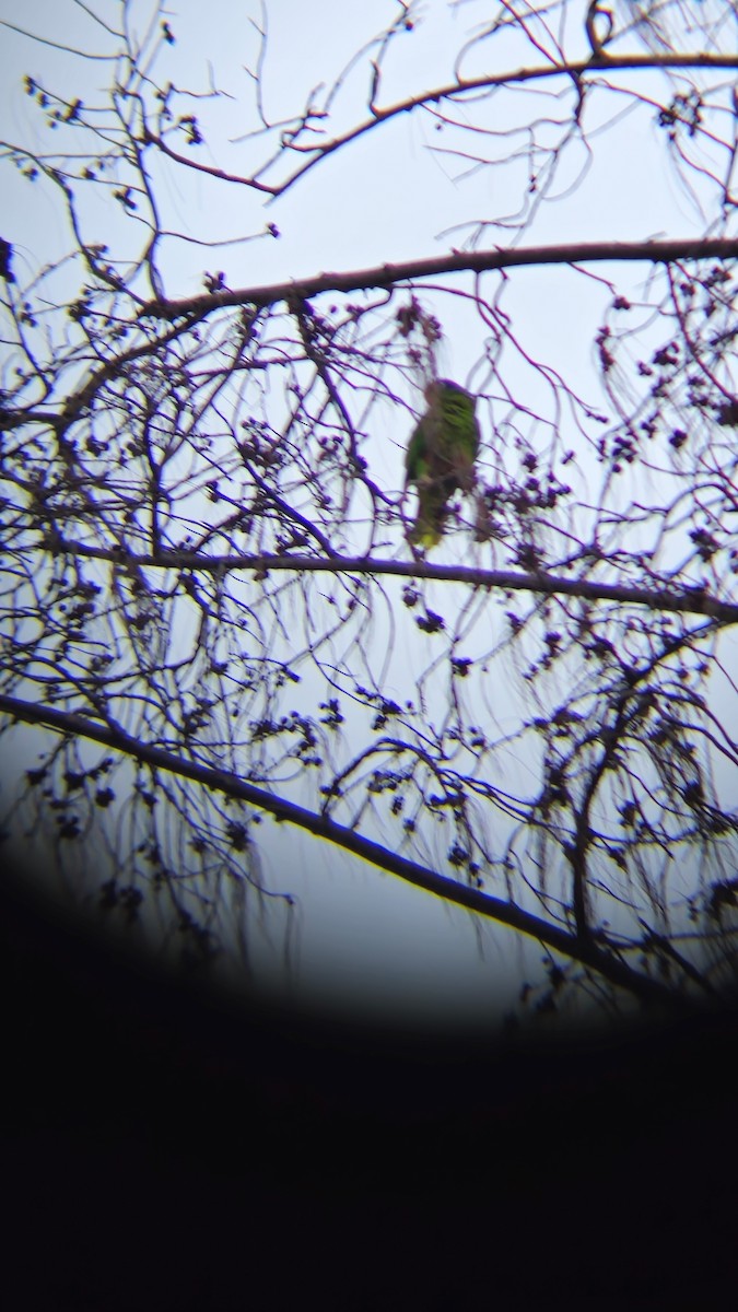 hispaniolaamazon - ML642857427