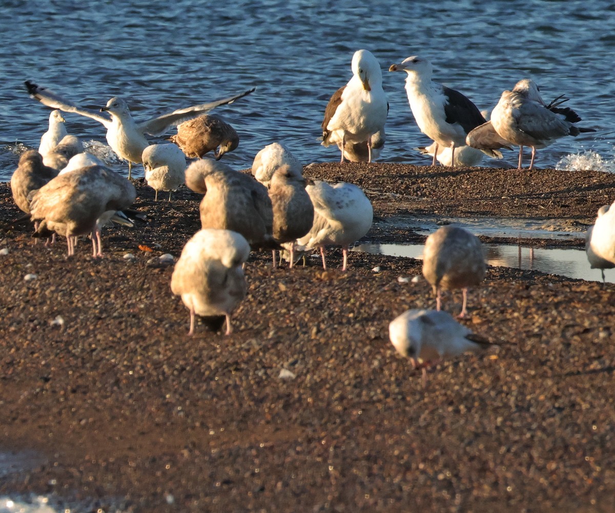 Great Black-backed Gull - ML642857433