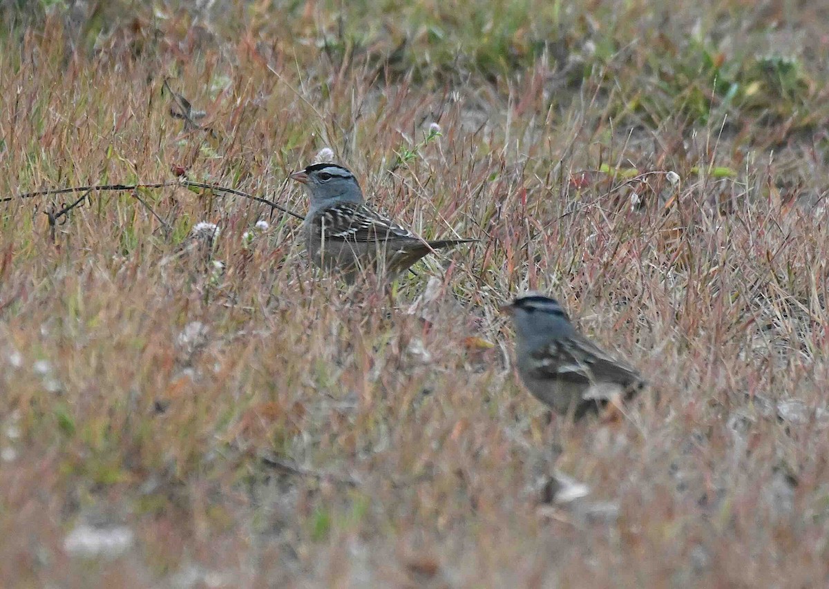 White-crowned Sparrow - ML642857445
