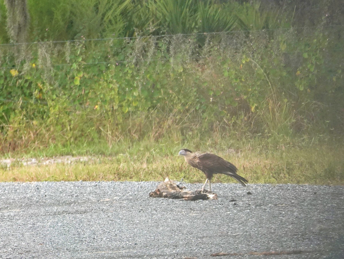 Crested Caracara - ML642857457