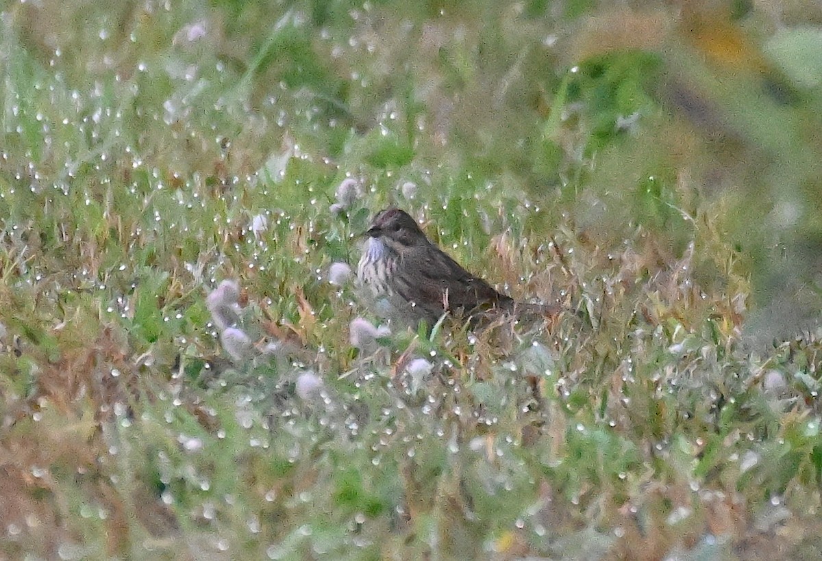 Lincoln's Sparrow - ML642857464