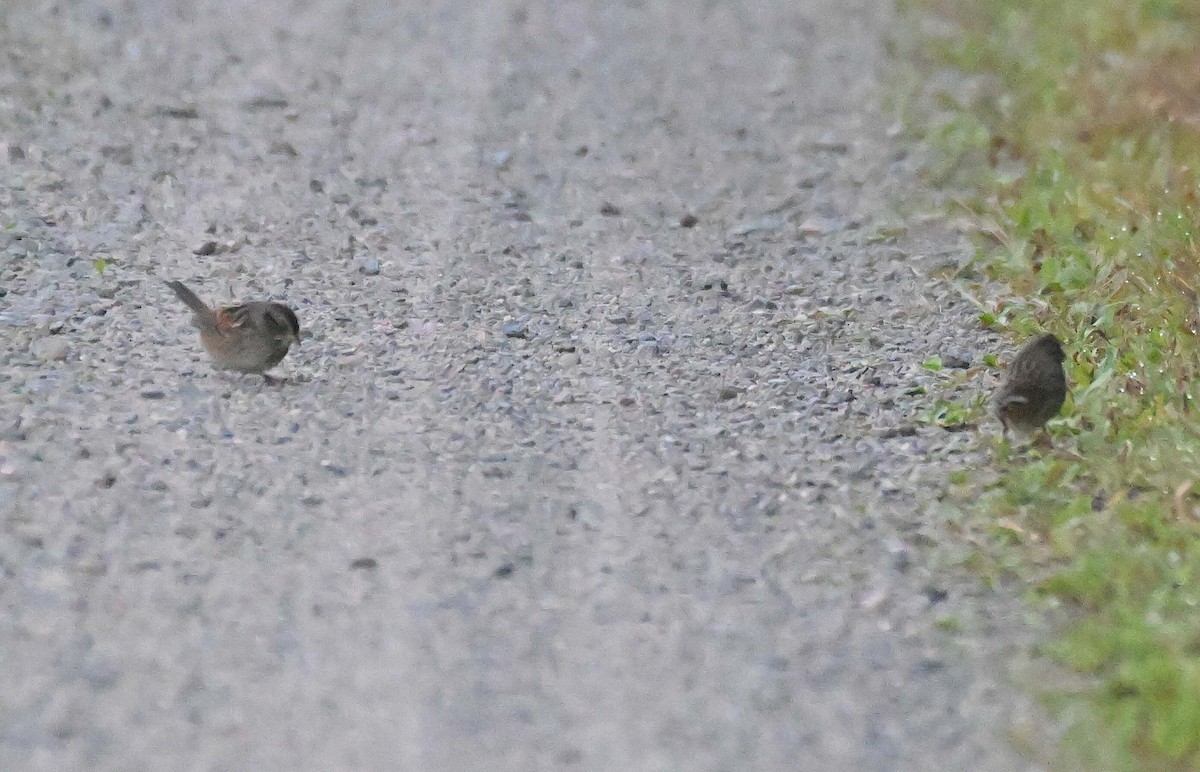 Swamp Sparrow - ML642857468