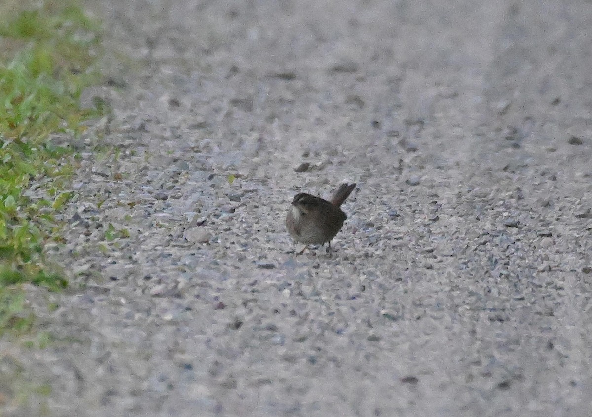 Swamp Sparrow - ML642857469