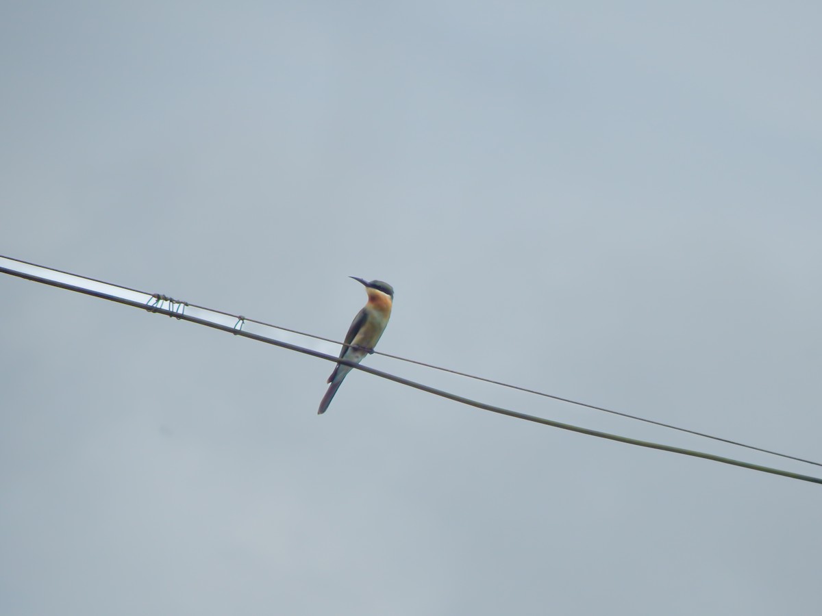 Blue-tailed Bee-eater - ML642857474