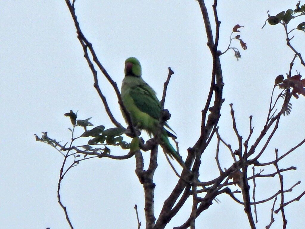 Rose-ringed Parakeet - ML642857478