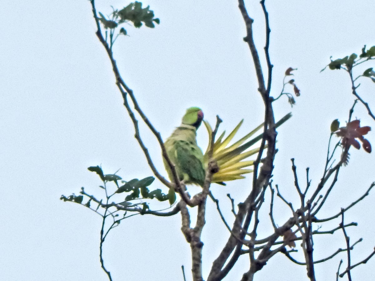 Rose-ringed Parakeet - ML642857479