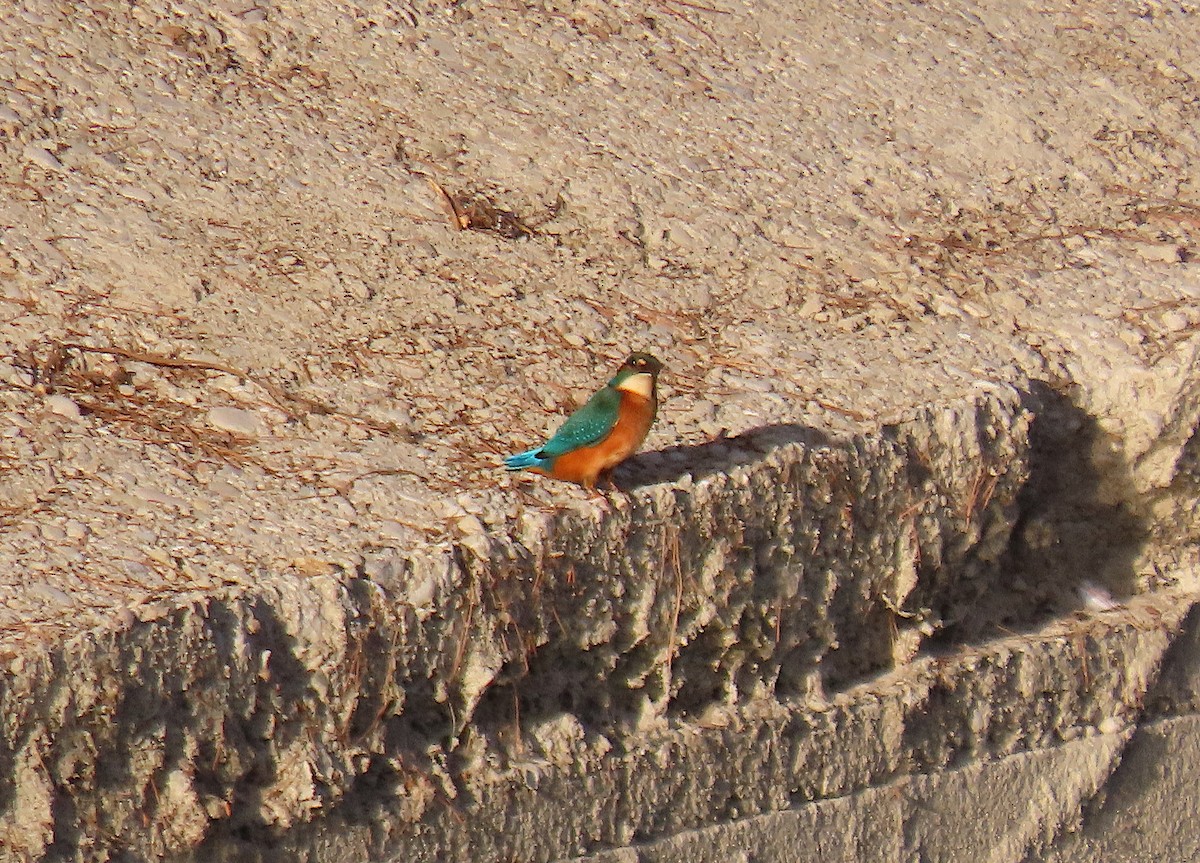 Martin-pêcheur d'Europe - ML642857505