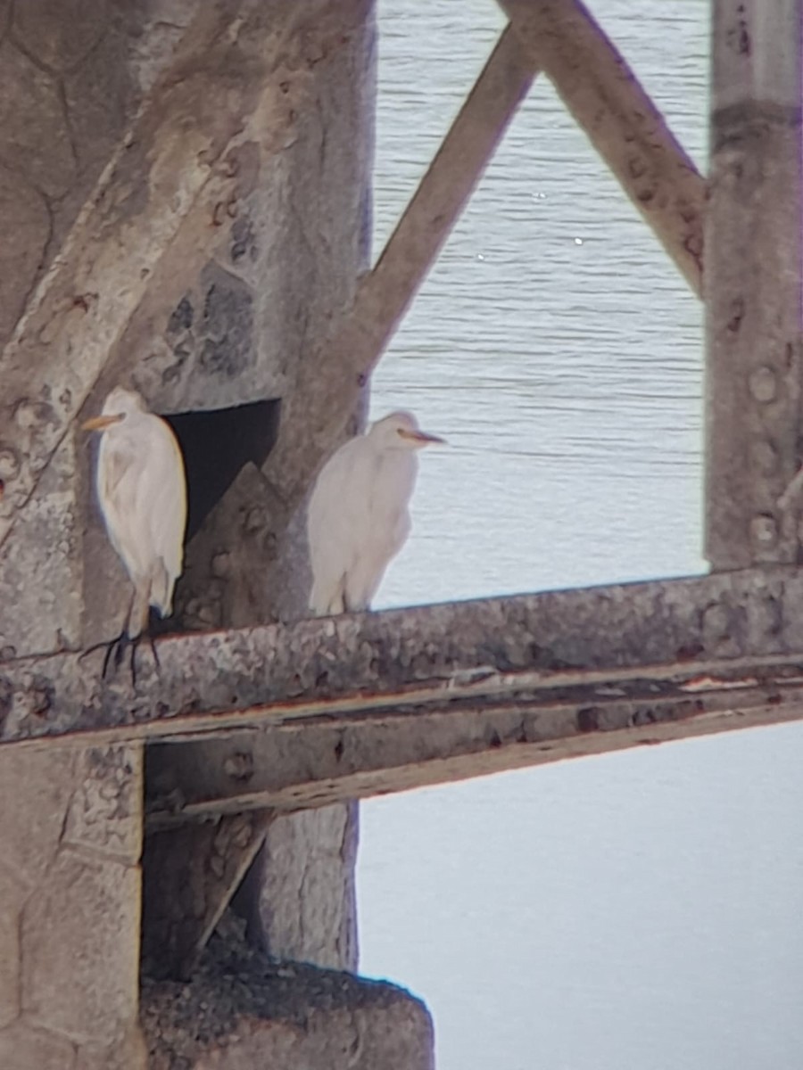 Western Cattle-Egret - ML642857520