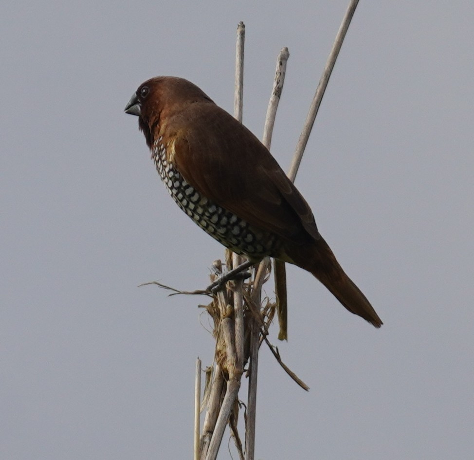 Scaly-breasted Munia - ML642857551