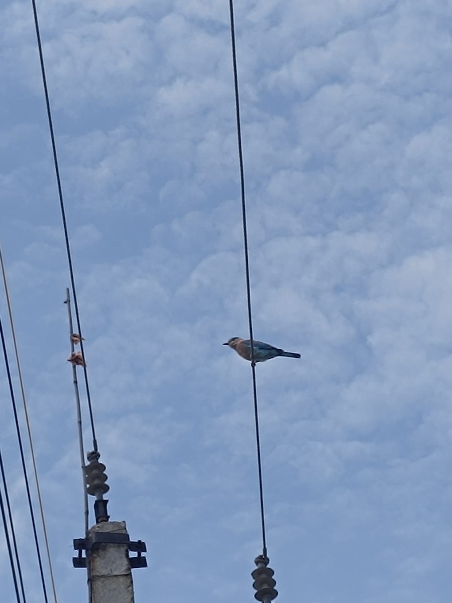 Indian Roller - ML642857559