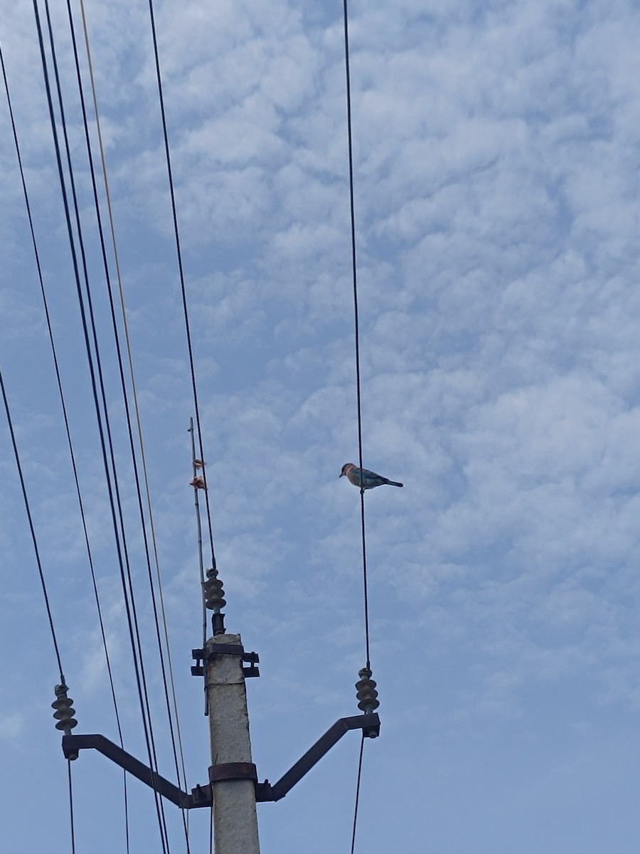 Indian Roller - ML642857560