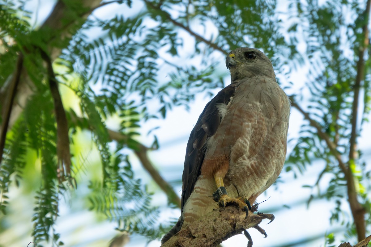 Ridgway's Hawk - ML642857569