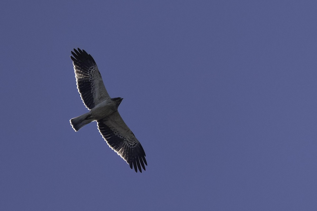 Aquila minore - ML642857571
