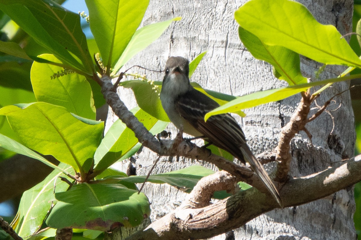 Hispanyola Sinekkapanı - ML642857573